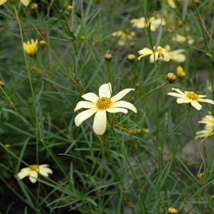 Coreopsis verticillata Moonbeam