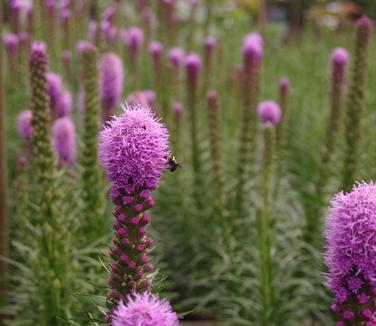 Liatris spicata Kobold - Gayfeather 