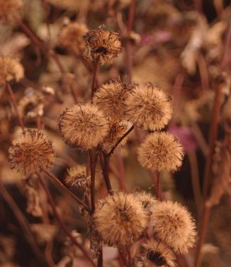 Ligularia dentata Othello -Seedheads