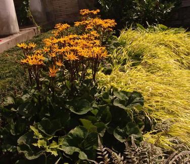 Ligularia dentata 'Othello' (Untermyer)