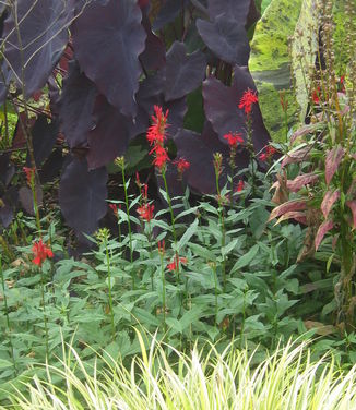 Lobelia cardinalis (@ Rutgers Gardens)