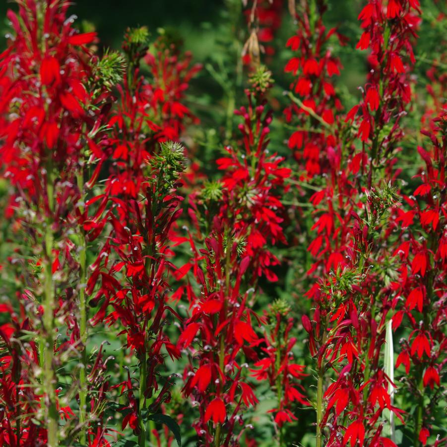 Lobelia cardinalis - Cardinal Flower (in our rain garden)