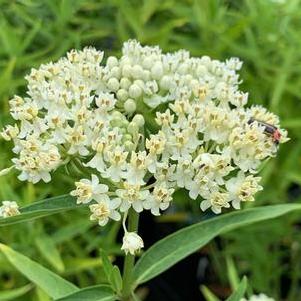 Asclepias incarnata Ice Ballet