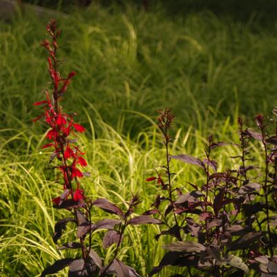 Lobelia cardinalis Black Truffle