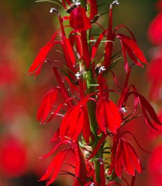 Lobelia cardinalis - Cardinal Flower 