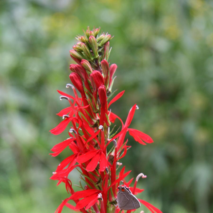 Lobelia cardinalis - Cardinal Flower (in our rain garden)