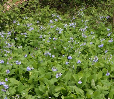 Mertensia virginica (in flower)