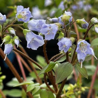 Polemonium reptans 