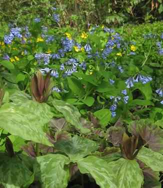 Mertensia virginica @ Mt Cuba