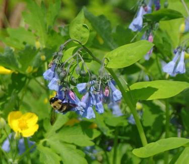 Mertensia virginica - Virginia Bluebells 