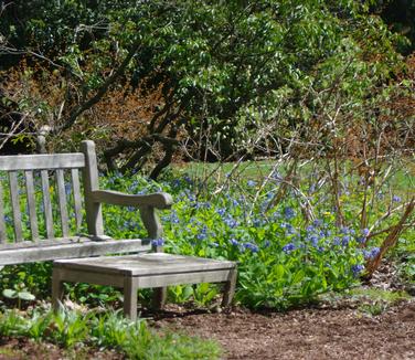 Mertensia virginica - Virginia Bluebells 