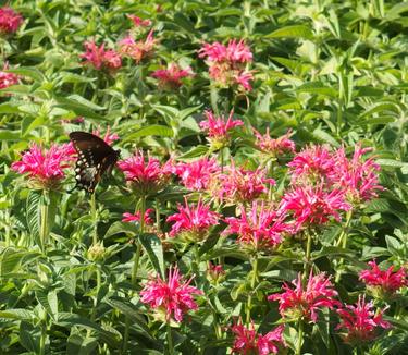 Monarda didyma Coral Reef 