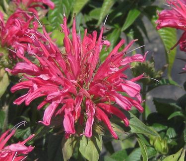 Monarda didyma 'Coral Reef'