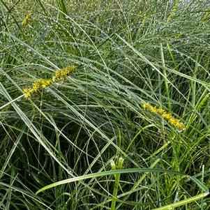 Carex vulpinoidea 