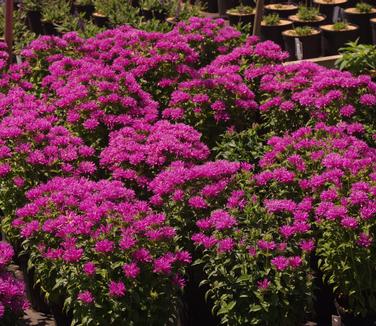 Monarda didyma Petite Delight