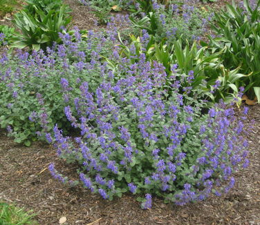 Nepeta x faassenii Walker's Low - Catmint 