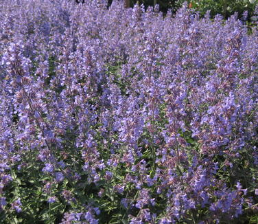 Nepeta x faassenii Walker's Low (@ Cornell)