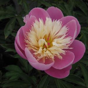 Paeonia Bowl of Beauty