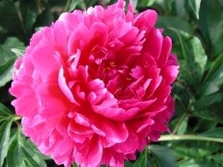 Paeonia Karl Rosenfield