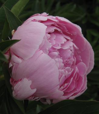 Paeonia 'Sarah Bernhardt'