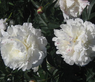 Paeonia Shirley Temple