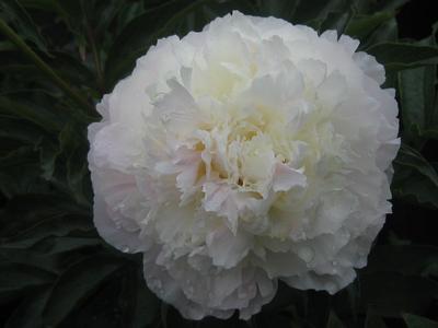 Paeonia 'Shirley Temple' 