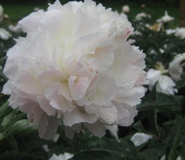 Paeonia Shirley Temple