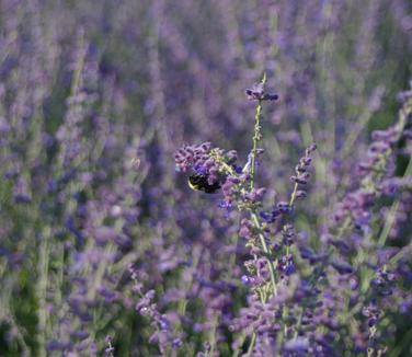 Perovskia atriplicifolia Little Spire - Russian Sage 