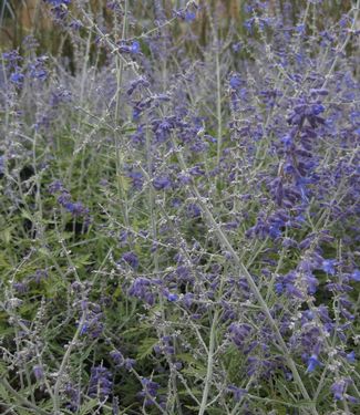 Perovskia atriplicifolia Superba 