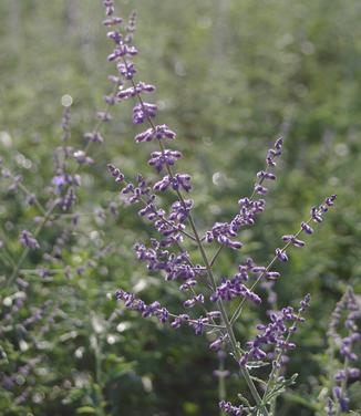 Perovskia atriplicifolia Superba - Russian Sage 