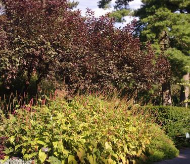 Persicaria amplexicaulis 'Firetail' (NYBG)