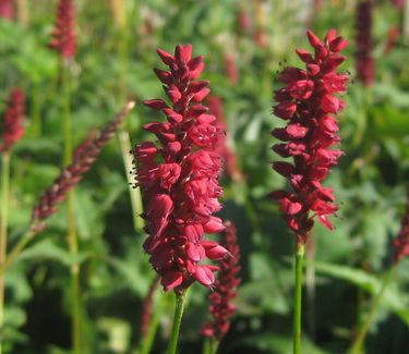 Persicaria amplexicaulis Firetail 