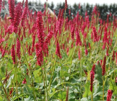 Persicaria amplexicaulis 'Firetail'