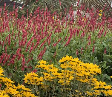 Persicaria amplexicaulis Firetail