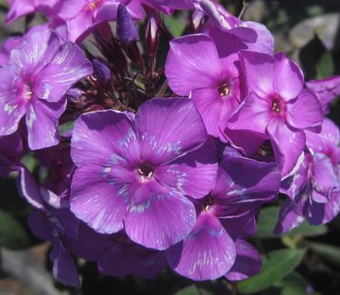 Phlox paniculata 'Blue Paradise'