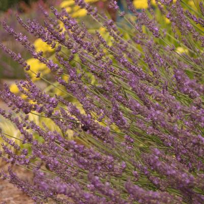 Lavandula x intermedia Phenomenal