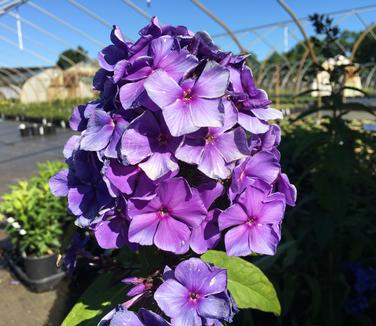 Phlox paniculata Blue Paradise 