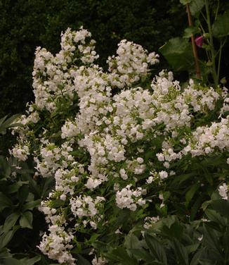 Phlox paniculata David