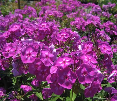 Phlox paniculata Laura - Garden Phlox (