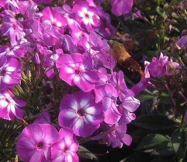 Phlox paniculata Laura - Garden Phlox