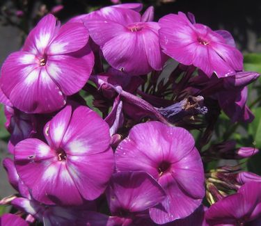 Phlox paniculata 'Laura' 