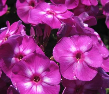 Phlox paniculata Laura - Garden Phlox