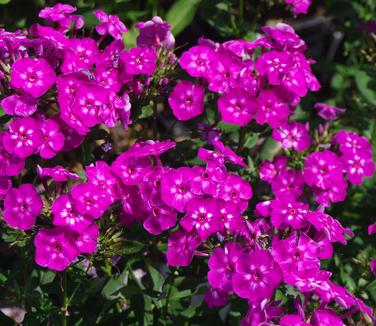 Phlox paniculata Laura