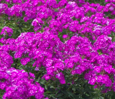 Phlox paniculata Laura