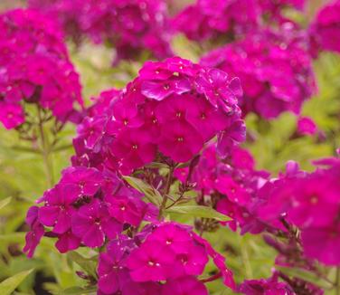 Phlox paniculata Nicky