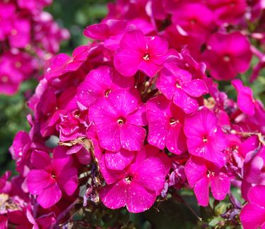 Phlox paniculata 'Nicky'