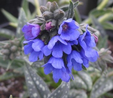 Pulmonaria longifolia Bertram Anderson