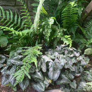 Asarum splendens 