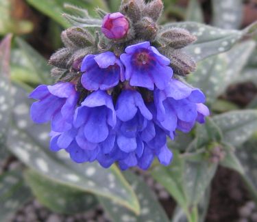 Pulmonaria longifolia Bertram Anderson - Longleafed Lungwort