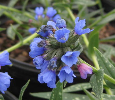 Pulmonaria longifolia Bertram Anderson - Longleafed Lungwort